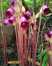 Erdei szellemvirág - Ehető virágok az Egzotikus Növények Stúdiójától